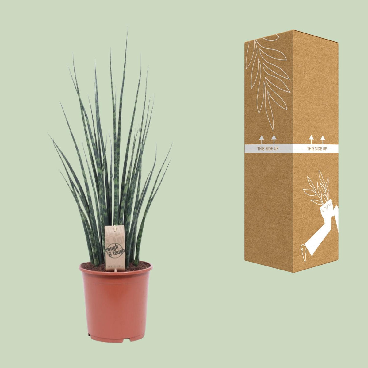 Sansevieria Fernwood Mikado, kenmerkend blad
