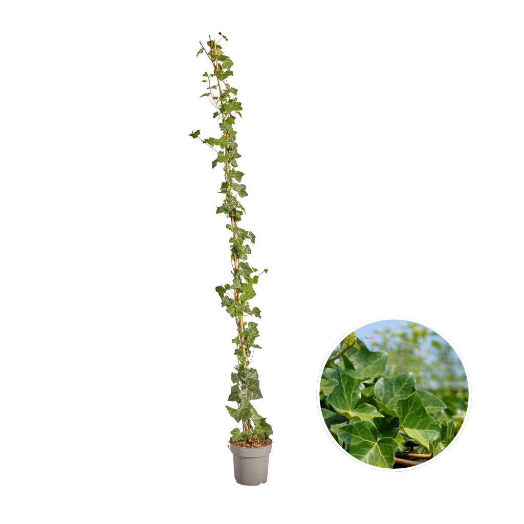 Hedera hibernica, gestokte klimop, 150-175 cm, plant in pot