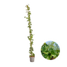 Hedera hibernica, gestokte klimop, 150-175 cm