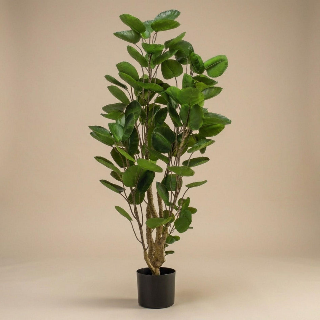 Polyscias boom, kenmerkend blad