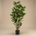 Polyscias boom, kenmerkend blad