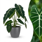 Olifantsoor (Alocasia Frydek) met grijze pot