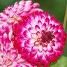 Dahlia 'Little Robert', ronde bloem, 12 knollen voor 2 m²