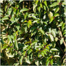 24x Prunus lusitanica 'Angustifolia'