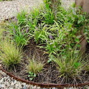Carex brunnea Variegata