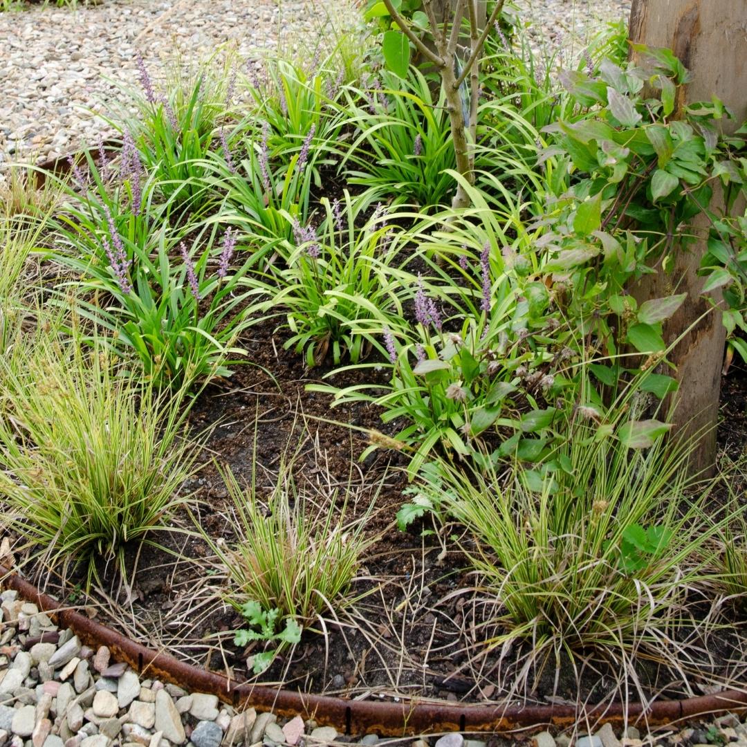 Carex brunnea Variegata, detail van het blad