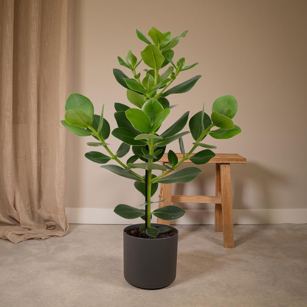 Clusia rosea 'Princess', kamerplant, glanzend blad, 60 cm