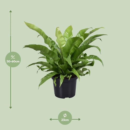 Detailfoto van Asplenium Antiquum