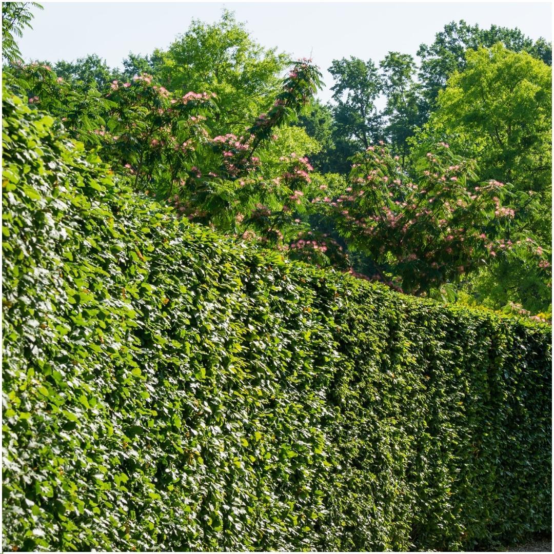 Productafbeelding van Pureplant