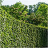 1 meter Haagbeuk - Carpinus Betulus - Set van 6 haagplanten - Bladverliezende haag