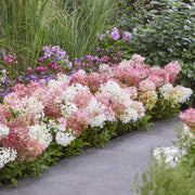 Hydrangea panniculata Groundbreaker Blush, 20-25 cm hoog