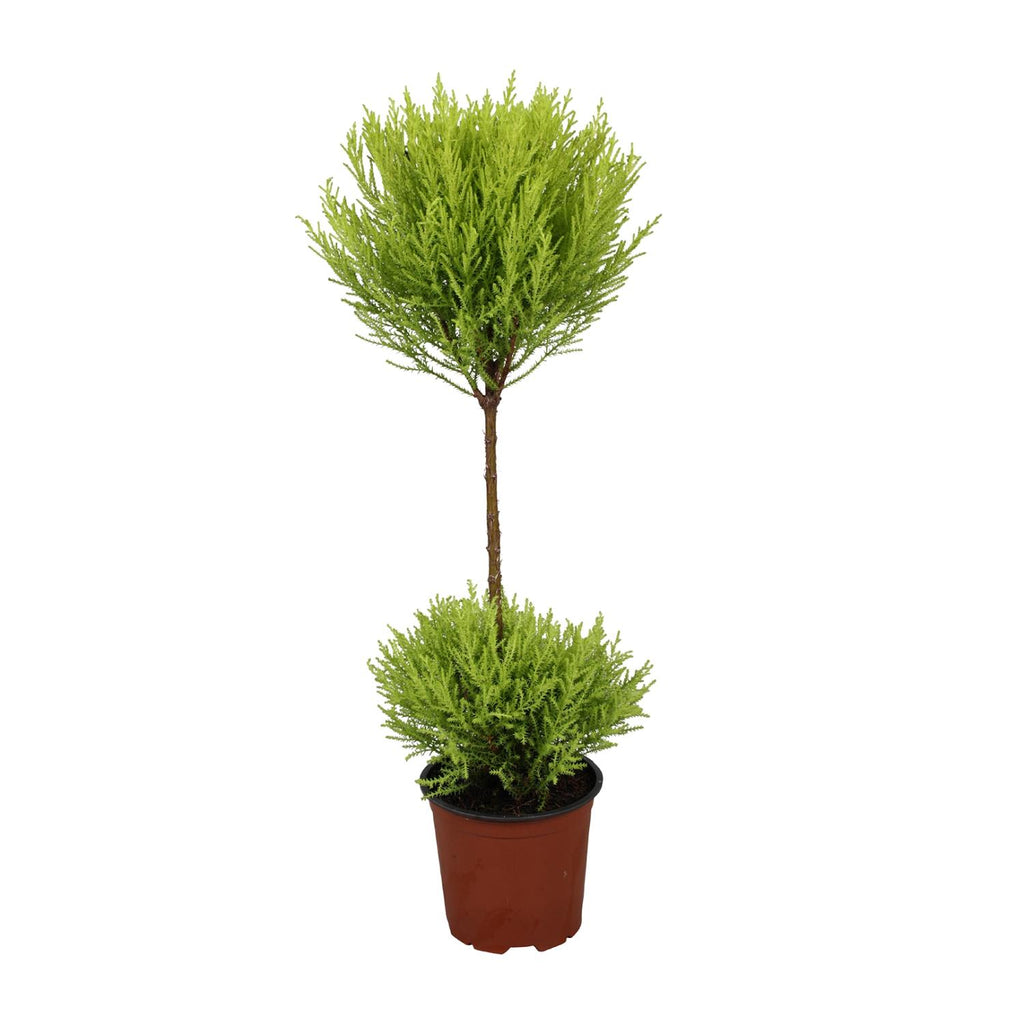 Productfoto van Cupressus Goldcrest Wilma