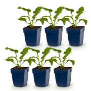 Echinacea Tricolour - Zonnehoed - Geel - Roze - Wit - 6 Planten