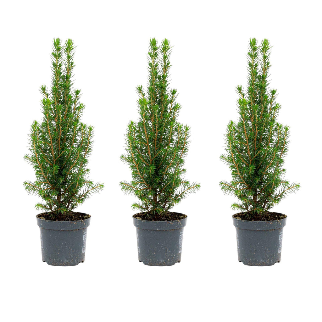 3x Mini Christmas Tree - Picea Glauca Perfecta, kenmerkend blad