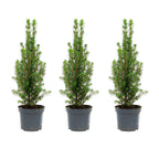 3x Mini Christmas Tree - Picea Glauca Perfecta, kenmerkend blad