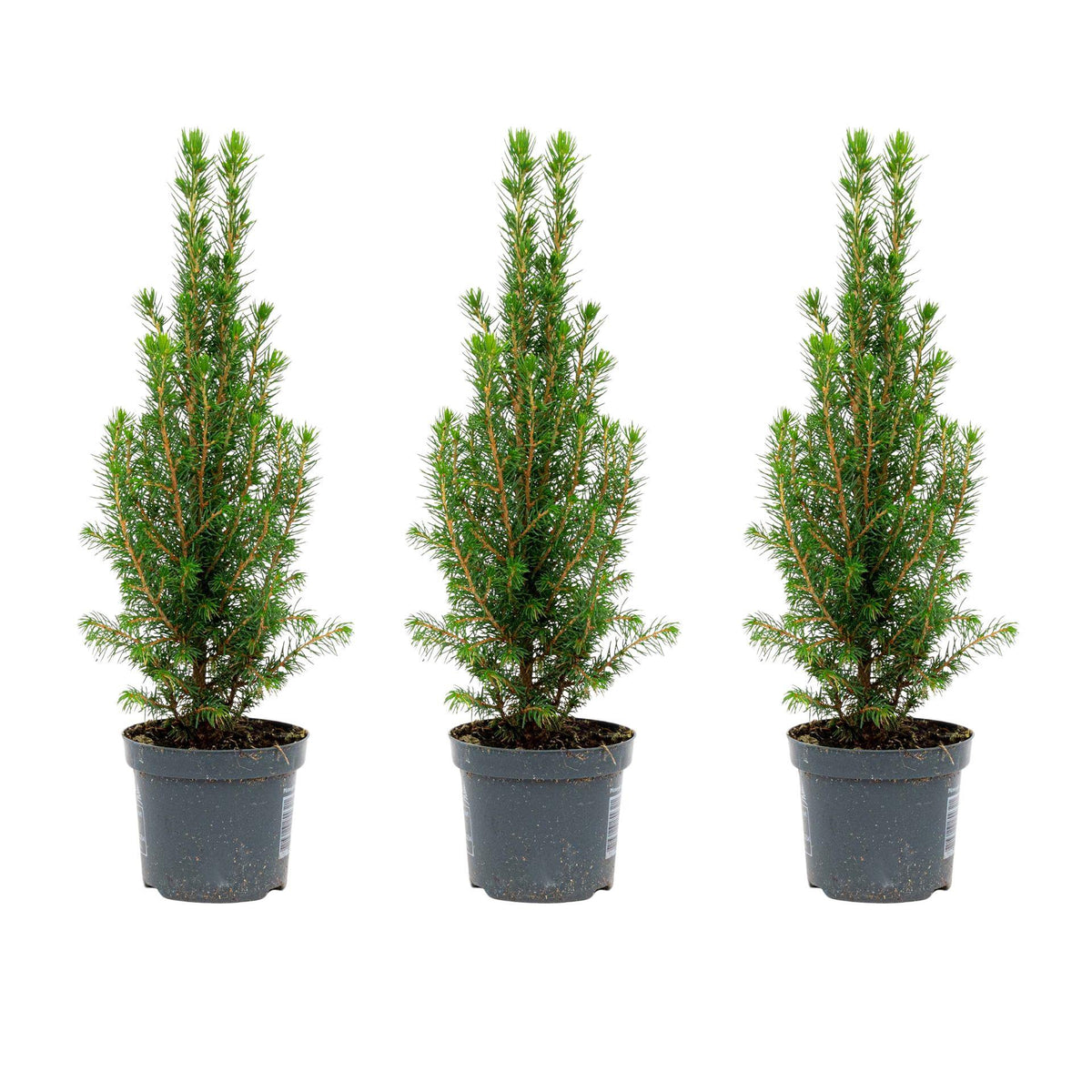 3x Mini Christmas Tree - Picea Glauca Perfecta, kenmerkend blad