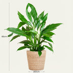 Spathiphyllum met Mand Zeegras naturel, kenmerkend blad