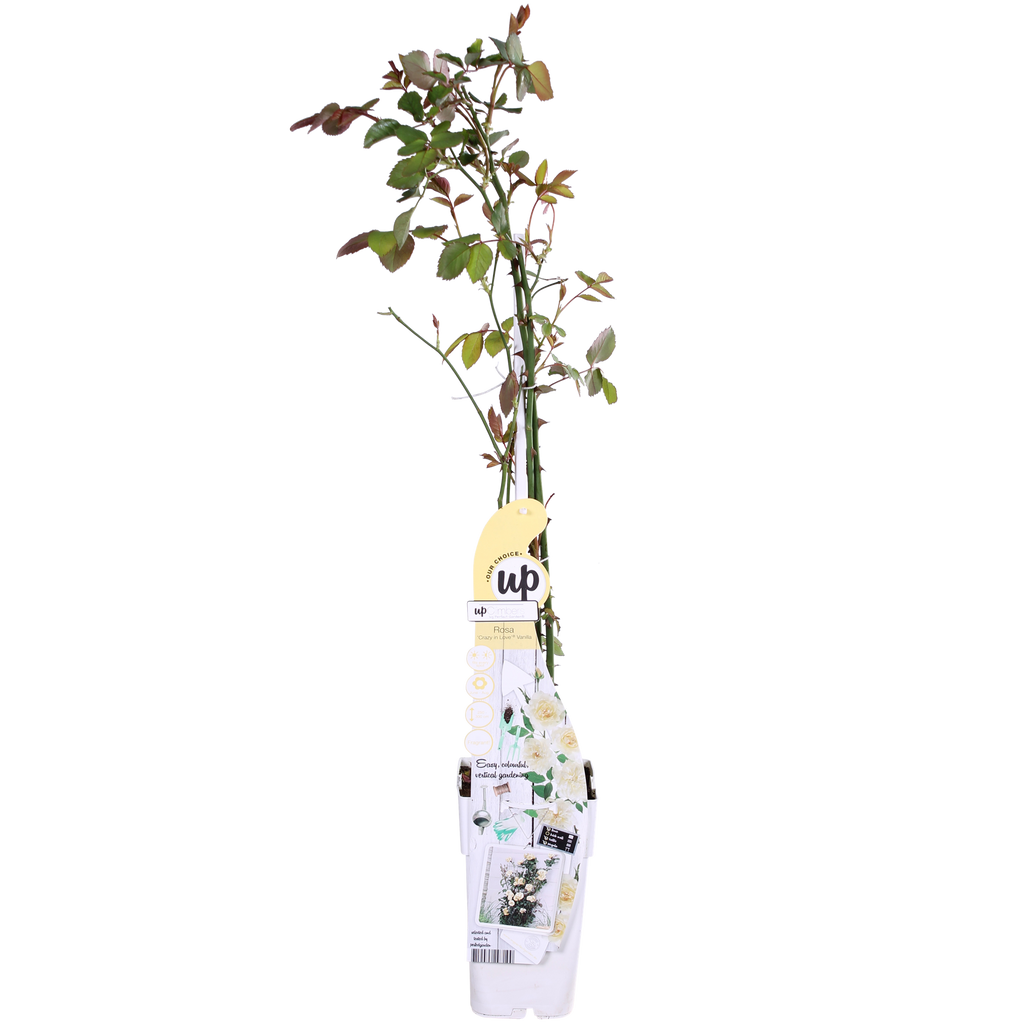 Detailfoto van Rosa Crazy in love 'Vanilla' - Creme Roos