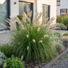 Pennisetum alop. Hameln - Lampenpoetsergras - Met Pluim