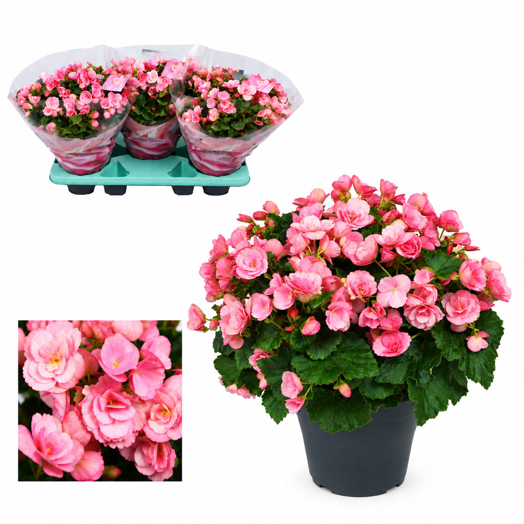 Begonia Betulia ''candy'' Roze Decorum, plant in pot