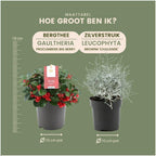 Productafbeelding van Pureplant