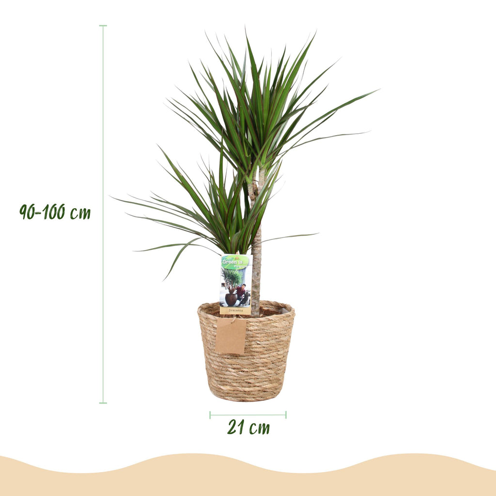 Dracaena Marginata, groene bladeren