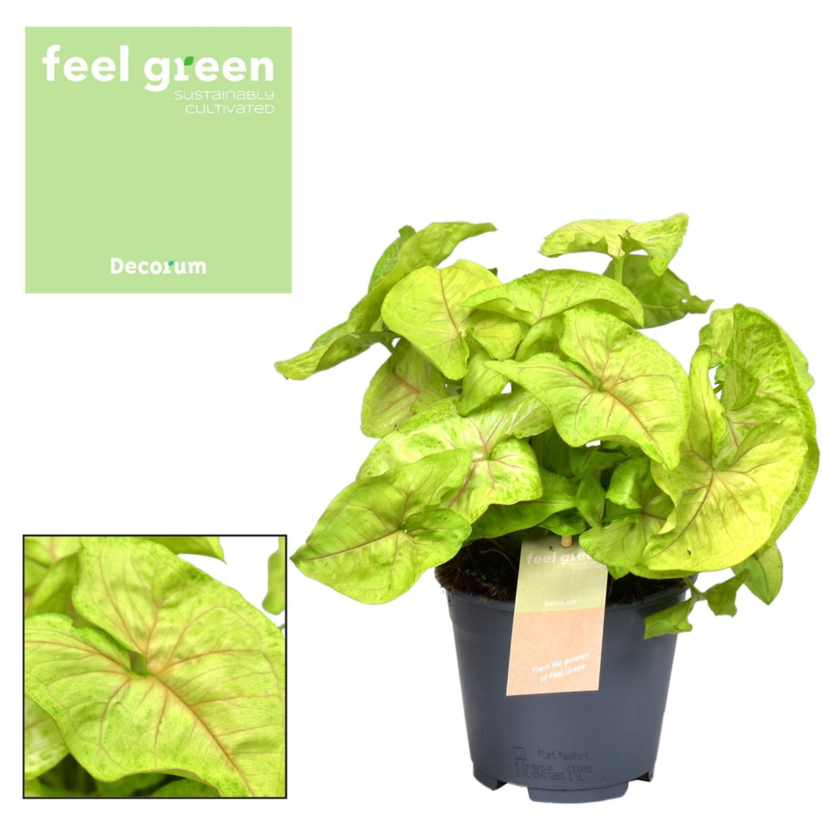 Productfoto van Syngonium Golden Feel Green