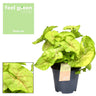 Syngonium Golden Feel Green