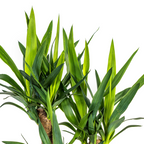 Yucca Elephantipes Vertakt, detail van het blad