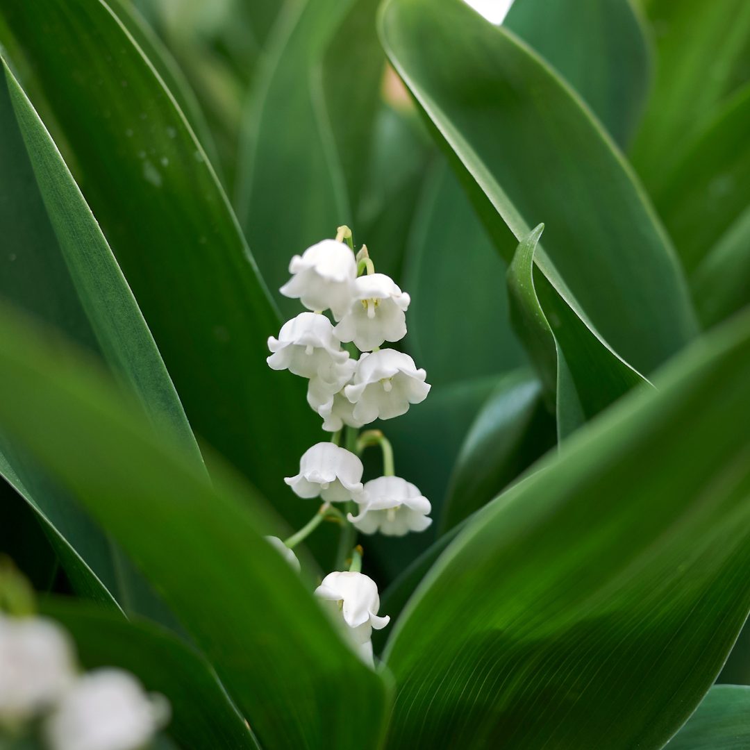 Convallaria majalis, plant in pot