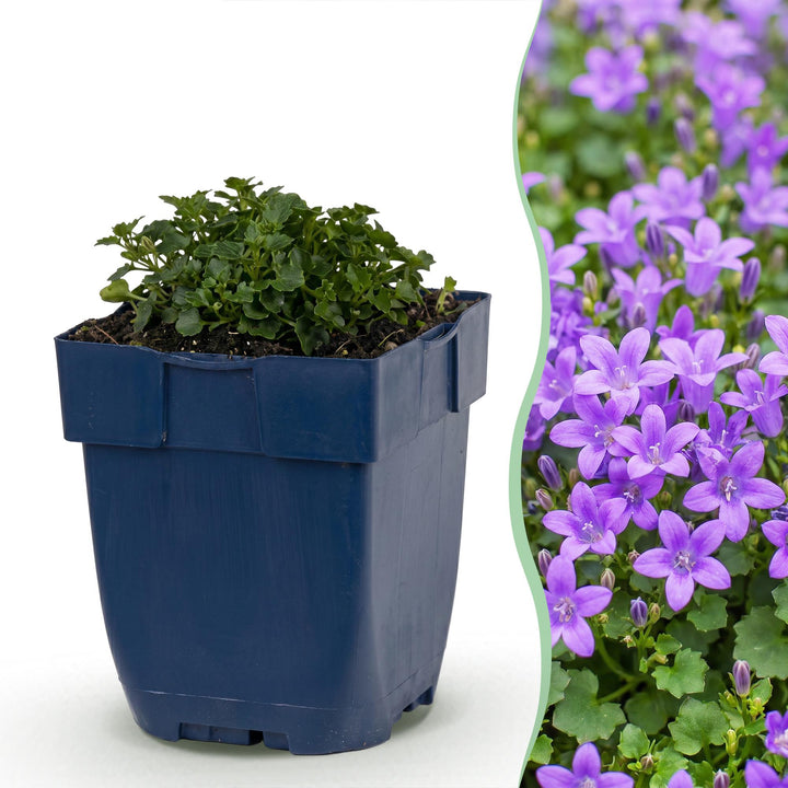 Perzikbladklokje portenschlagiana, met roze bloemen