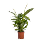 Productfoto van Spathiphyllum Bingo Cupido
