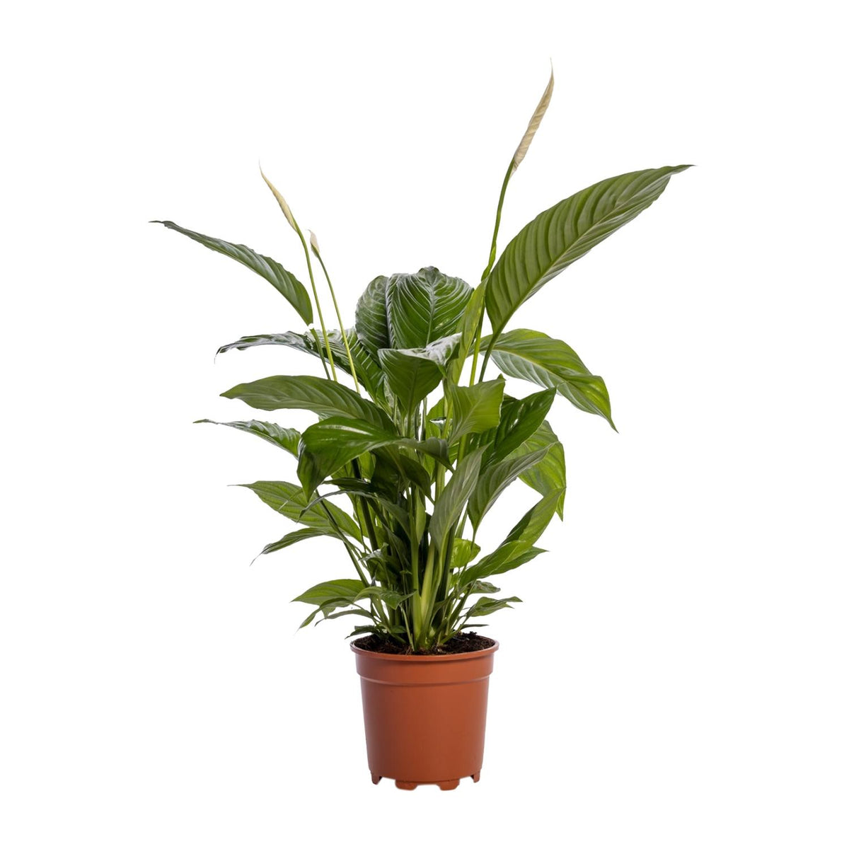 Productfoto van Spathiphyllum Bingo Cupido