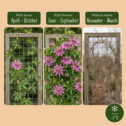 Passiflora &
