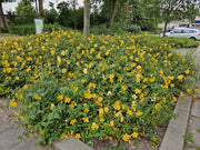 Hypericum &