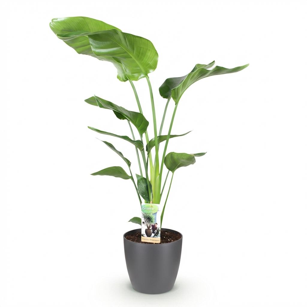 Strelitzia Nicolai, groeiwijze van de plant