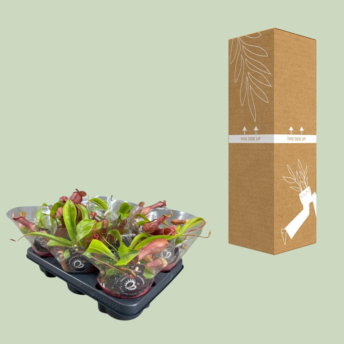 Detailfoto van Nepenthes Alata