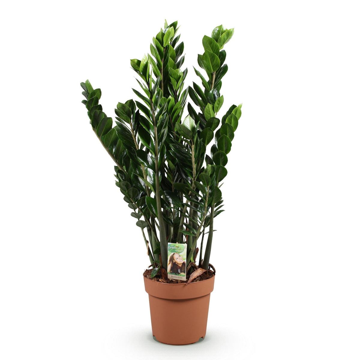 Zamioculcas, kenmerkend blad
