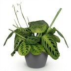 Maranta Fascinator Lemon Lime met grijze pot, kenmerkend blad