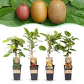 4x Kiwiplant Weiki & Hayward, plant in pot