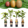 4x Kiwiplant Weiki & Hayward