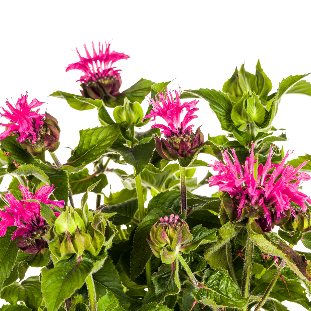 Monarda Didyma Pink, detail van het blad