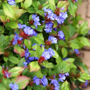 Loodkruid Ceratostigma pluggen voor de najaarstuin, 6 stuks