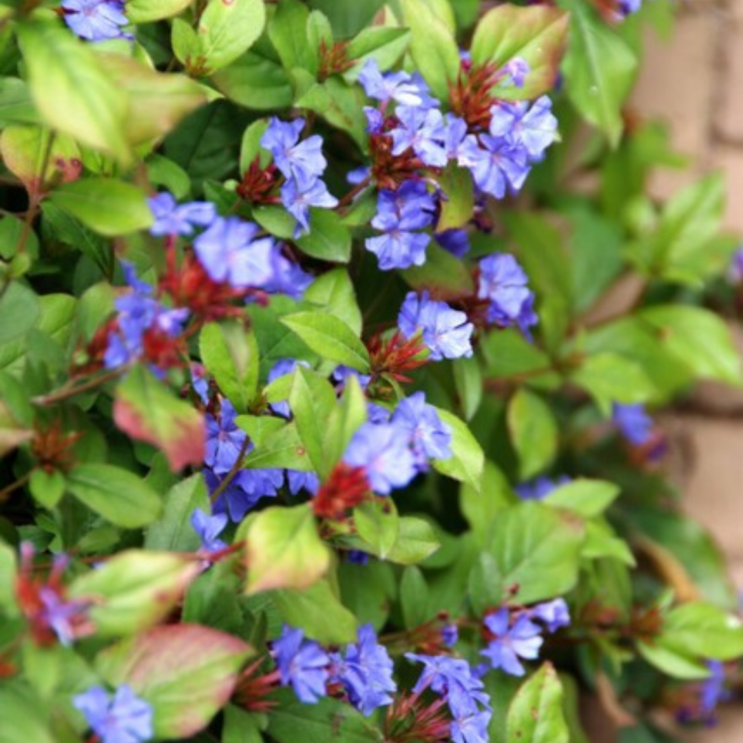 Loodkruid Ceratostigma pluggen voor de najaarstuin, 6 stuks, groeiwijze van de plant