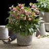 Lenten Rose