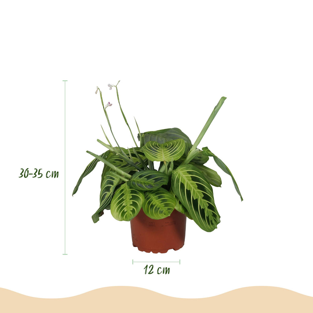 Maranta Fascinator Lemon Lime met witte pot, detail van het blad