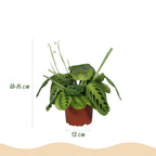 Maranta Fascinator Lemon Lime met witte pot, detail van het blad