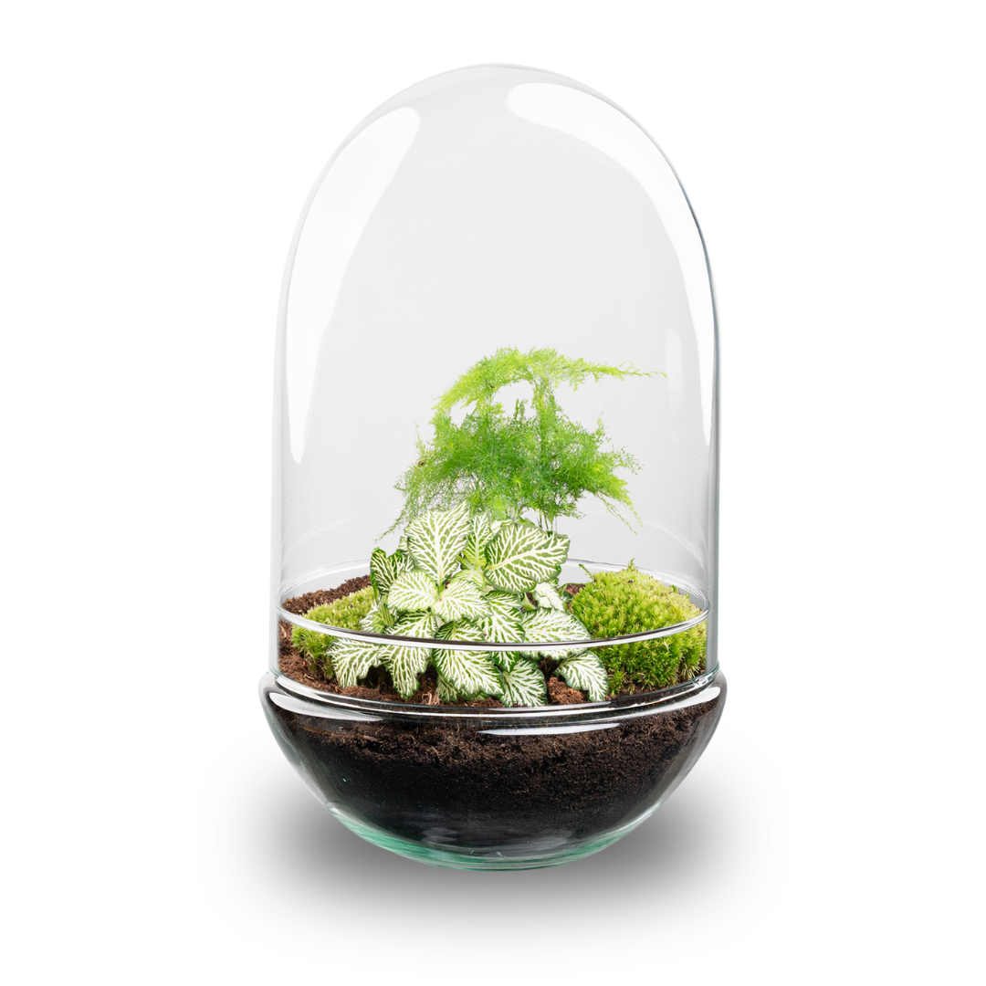 Detailfoto van DIY Planten terrarium tweedelig bolglas - Egg XL