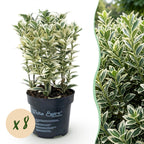 Kardinaalsmuts White Spire voor de haag, plant in pot