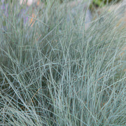 48x Festuca glauca &